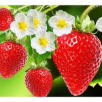 ăn gì để giảm cân