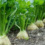 Rau cần tây giảm cân