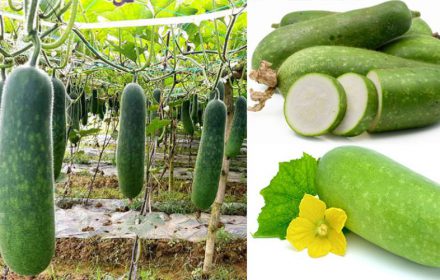 Top 30+ thực phẩm giảm cân hiệu quả nhất Top 30+ thực phẩm giảm cân hiệu quả nhất