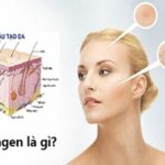 Collagen là gì?