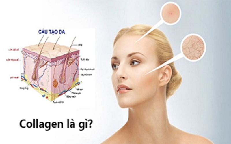 Sợi collagen là gì? Những điều cần phải biết về sợi Collagen