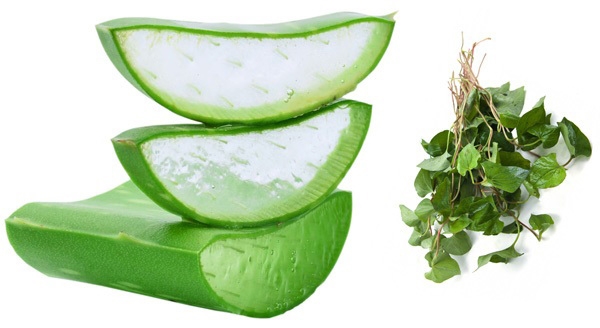 Hỗn hợp gel nha đam và nước cốt diếp cá xay nhuyễn